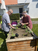 Menschen pflanzen Gemüse in einem Hochbeet an einem sonnigen Tag.