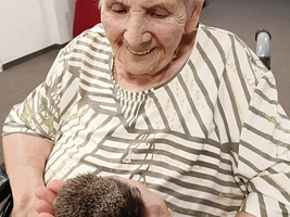 Eine ältere Frau sitzt in einem Rollstuhl und lächelt, während sie einen Igel, der in einer Hand gehalten wird, betrachtet. Im Hintergrund sind unscharfe Möbel und Wände zu erkennen.