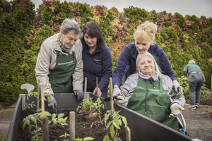 Vier Personen arbeiten gemeinsam im Garten und pflanzen Gemüse.