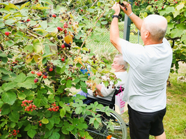 Eine Person erntet Brombeeren, während eine andere im Rollstuhl sitzt.