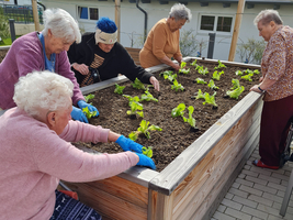 Ältere Frauen pflanzen Salat in ein Hochbeet im Freien.