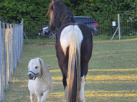 Ein großes schwarzes Pferd und ein kleines weißes Pony stehen auf einer Wiese. Das Pony geht neben dem Pferdher, während im Hintergrund ein Auto und Zäune sichtbar sind. Bäume umgeben die Szene.