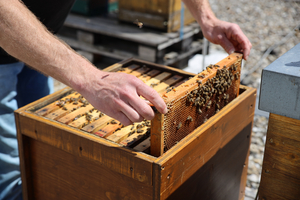 Detailaufnahme offener Bienenstock, Waben werden von Händen herausgenommen