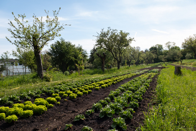 Ein Garten mit Reihen von frischem Gemüse, darunter Kopfsalat und Blattgemüse, erstreckt sich in einer grünen Landschaft. Im Hintergrund stehen mehrere Bäume und eine Wiese. Der Himmel ist blau und wolkenlos.