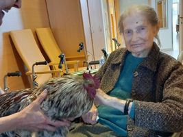 Eine ältere Frau sitzt im Rollstuhl und streichelt einen Hahn.