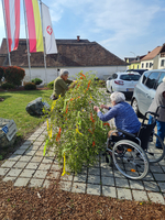 Zwei Frauen, eine im Rollstuhl, dekorieren einen Strauch mit bunten Bändern.