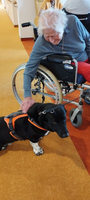 Eine ältere Frau streichelt einen Hund in einem Rollstuhl.