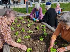 Ältere Frauen pflanzen Salat in einem Hochbeet im Freien.