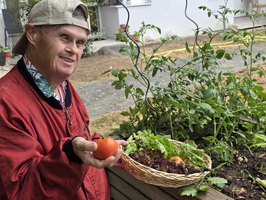 Ein Mann mit einer Baseballcap lächelt und hält eine Tomate in der Hand. Neben ihm steht ein Korb mit frischem Salat und einer weiteren Tomate. Im Hintergrund sind Tomatenpflanzen und ein Garten zu sehen.