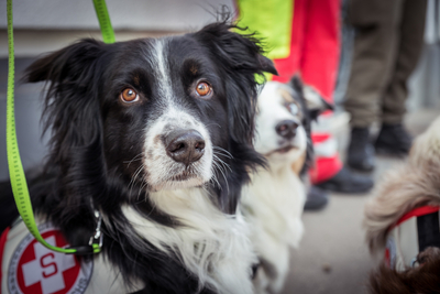 Zwei Rettungshunde mit Halstüchern, konzentrierte Blicke auf den Betrachter gerichtet.
