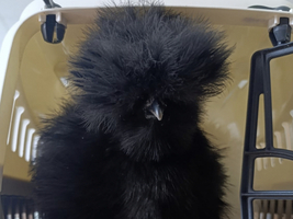 Ein schwarzes Küken mit flauschigem Gefieder sitzt in einer Transportbox.
