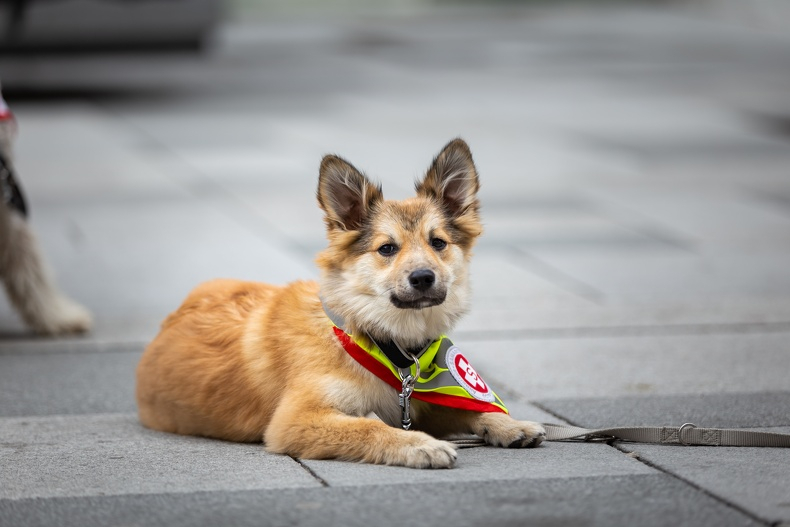 Junger Rettungshund