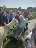 Eine Gruppe von Senioren interagiert mit einem Alpaka im Freien.
