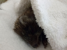 Ein Igel liegt gemütlich eingewickelt in einem weißen Handtuch. Nur der Kopf und ein Teil des Körpers sind sichtbar, während der Rest des Körpers in das Handtuch gehüllt ist. Der Igel wirkt entspannt und schläfrig.