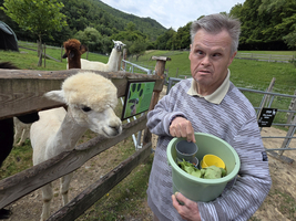 Ein Mann füttert ein Alpaka mit frischem Gemüse.