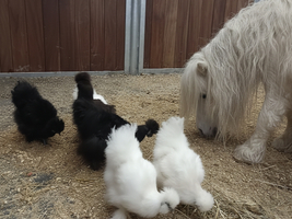 Ein Pony untersucht gefiederte Tiere in einem Stall.