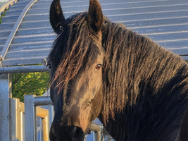 Ein prächtiges, schwarzes Pferd steht vor einem Zaun. Das Pferd hat eine glänzende Mähne und schaut direkt in die Kamera. Im Hintergrund ist ein Stall sichtbar, während das Licht der Abendsonne sanft auf das Tier fällt.