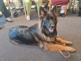 Ein großer, braunschwarzer Hund liegt entspannt auf einem Teppich. Er hat ein glänzendes Fell und einen freundlichen Ausdruck. Im Hintergrund sind teilweise Menschen in sitzender Position zu sehen, die auf Stühlen Platz genommen haben.