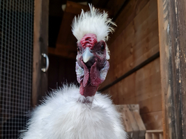 Ein weißes Huhn mit gefiedertem Körper und auffällig frisiertem Kopf.