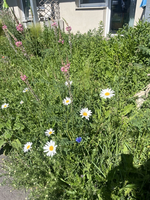 Bunte Wiesenblumen, darunter weiße Margeriten und rosa Blüten, wachsen in üppigem Grün. Im Hintergrund ist ein Gebäude mit Fenstern zu sehen.