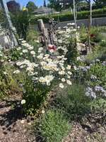 Ein blühender Garten mit zahlreichen Gänseblümchen und bunten Pflanzen. Im Hintergrund sind Sträucher und ein kleiner Holzstamm zu sehen, der als Sichtschutz dient. Der Garten wird von hellem Sonnenlicht beleuchtet und vermittelt eine fröhliche Atmosphäre.