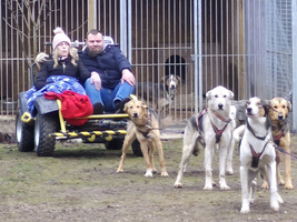 Ein Paar sitzt auf einem Wagen, während Hunde davor gespannt werden.