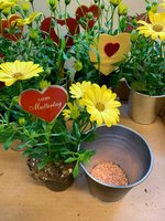 Gelbe Blumen mit Herzschild „zum Muttertag“ in Töpfen arrangiert.
