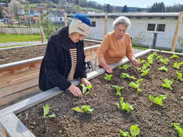 Zwei ältere Frauen pflanzen Salat in einem Hochbeet im Freien.
