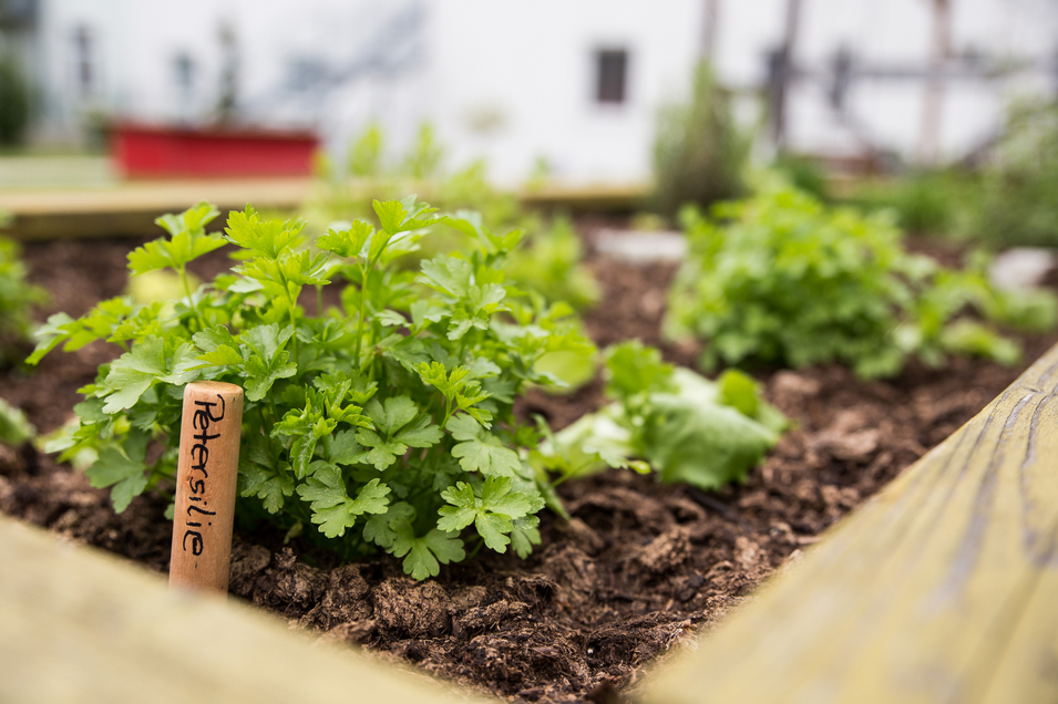 Im Bild sind frische Petersilienpflanzen in einem Gartenbeet zu sehen. Ein Holzschild mit der Aufschrift 