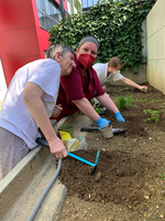Drei Personen arbeiten gemeinsam im Garten und pflanzen Gemüse.