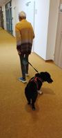 Eine ältere Frau geht mit einem Hund auf einem Flur.