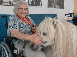 Eine ältere Frau in einem Rollstuhl streichelt ein kleines, weißes Pony.