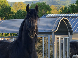 Ein schwarzes Pferd steht in der Nähe eines Schafgeheges. Im Hintergrund sind Scheunen und grüne Bäume zu sehen. Die Umgebung ist sonnig und ländlich.
