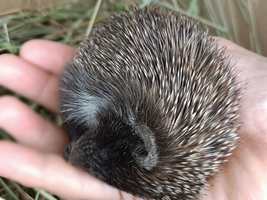 Ein kleiner Igel liegt auf einer Hand, umgeben von Gras. Die Hand ist flach, während der Igel sich zu einer kleinen Kugel zusammengerollt hat, sichtbar mit seinen stachligen, braunen Stacheln.
