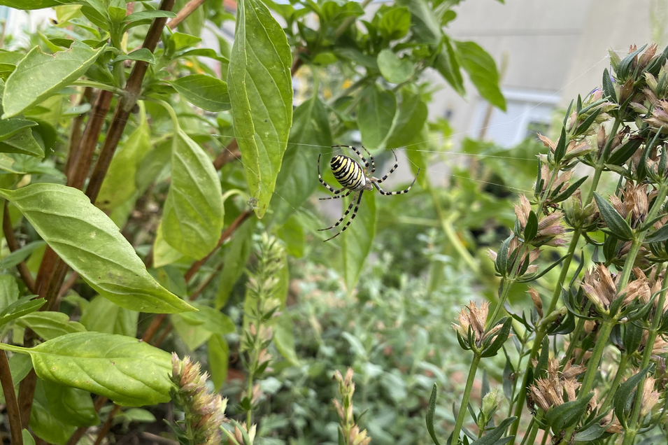 Ein gelb-schwarz gestreifter Weberknecht schwingt sich zwischen grünen Blättern und Kräutern in einem Garten. Die Pflanzenvielfalt schafft eine lebendige, natürliche Umgebung.
