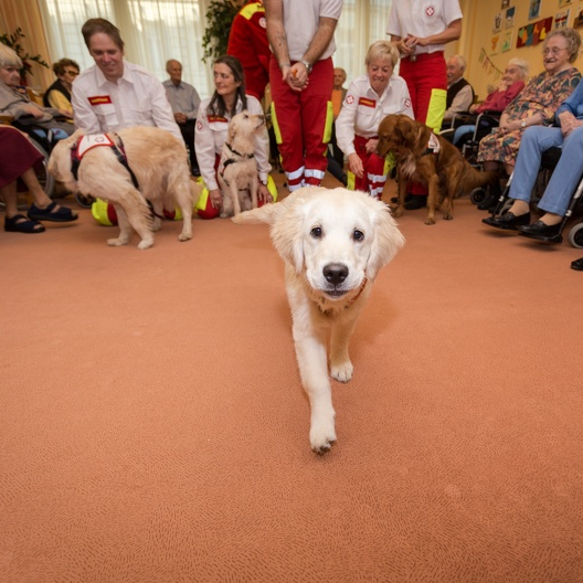 Therapiehund besucht Altersheim