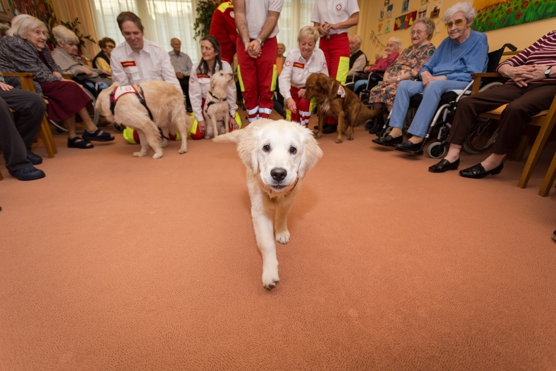 Therapiehund besucht Altersheim