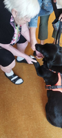 Eine ältere Frau interagiert freundlich mit einem schwarzen Hund.