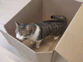 Eine Katze steht in einem offenen Karton auf dem Boden.