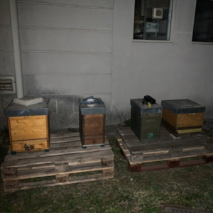 Nachtaufnahme vier Bienenstöcke auf Holzpaletten vor Steinmauer eines Hauses