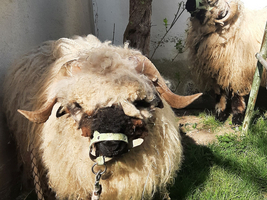 Zwei große, gefleckte Schafe stehen in einem Garten.