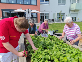 Mehrere Personen arbeiten gemeinsam in einem Gartenbeet. Eine Person erntet Radieschen, während die anderen Pflanzen gießen und pflegen. Im Hintergrund sind Gartenmöbel und Sonnenschirme sichtbar, sowie ein Gebäude mit Fenstern. Es herrscht eine freundliche, produktive Atmosphäre.