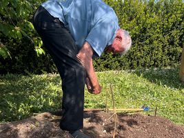 Ein älterer Mann beugt sich über einen Gartenbeet und steckt eine Stange in die Erde. Im Hintergrund sind grüne Pflanzen und ein blauer Himmel zu sehen. Der Boden ist frisch bearbeitet.