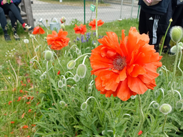 Ein blühendes Beet mit leuchtend roten Mohnblumen und grünen Pflanzen. Im Hintergrund sind Menschen zu sehen, die auf einer Bank sitzen. Die Atmosphäre wirkt entspannt und idyllisch.