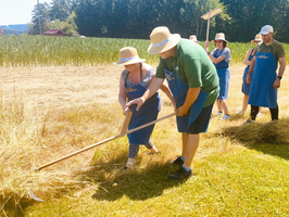 Eine Gruppe von Menschen in blauen Schürzen und Strohhüten arbeitet in einem Feld. Sie nutzen Werkzeug, um trockenes Gras zu schneiden. Im Hintergrund sind Bäume und ein weiteres Gebäude sichtbar. Der sonnige Tag schafft eine freundliche und aktive Atmosphäre.