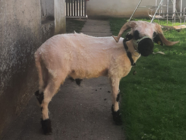 Eine Schaf mit schwarzen Hörnern steht auf einem Weg neben einem Grasbereich.