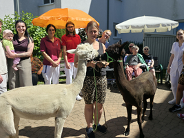 Eine Gruppe von Menschen versammelt sich im Freien, umgeben von zwei Alpakas. Einige Personen halten die Tiere an Leinen, während andere auf Stühlen sitzen oder stehen. Sonnenschirme spenden Schatten an einem sonnigen Tag.
