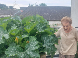 Eine ältere Frau steht neben großen Zucchini-Pflanzen auf einem Balkon.