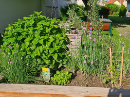 Kräutergarten mit Minze, Schnittlauch und Basilikum in einem Hochbeet.