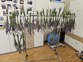 Ein Gestell mit frisch geschnittenem Lavendel, der zum Trocknen aufgehängt ist.